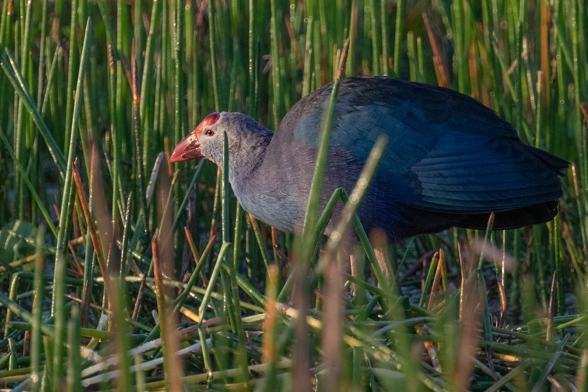 Gray-headed Swamphen - ML141697091