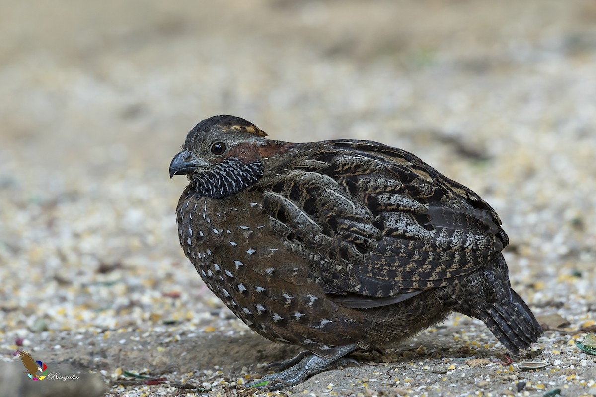 Spotted Wood-Quail - ML141697301