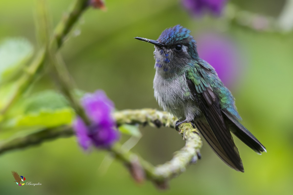 Violet-headed Hummingbird - fernando Burgalin Sequeria