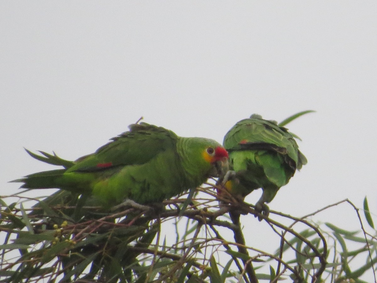 キホオボウシインコ - ML141698511