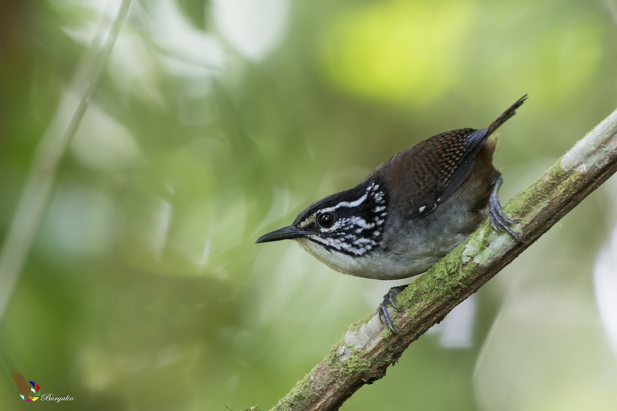 White-breasted Wood-Wren - Fernando Burgalin Sequeria