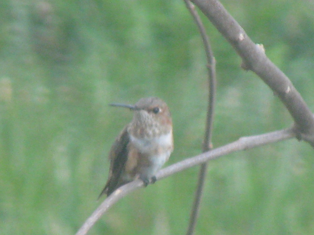 Rufous Hummingbird - ML141699481