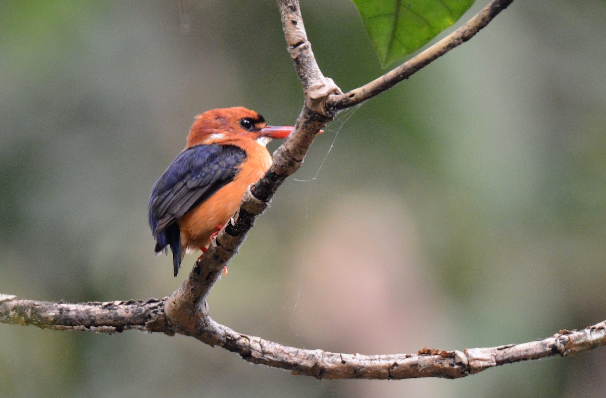 African Dwarf Kingfisher - ML141699621