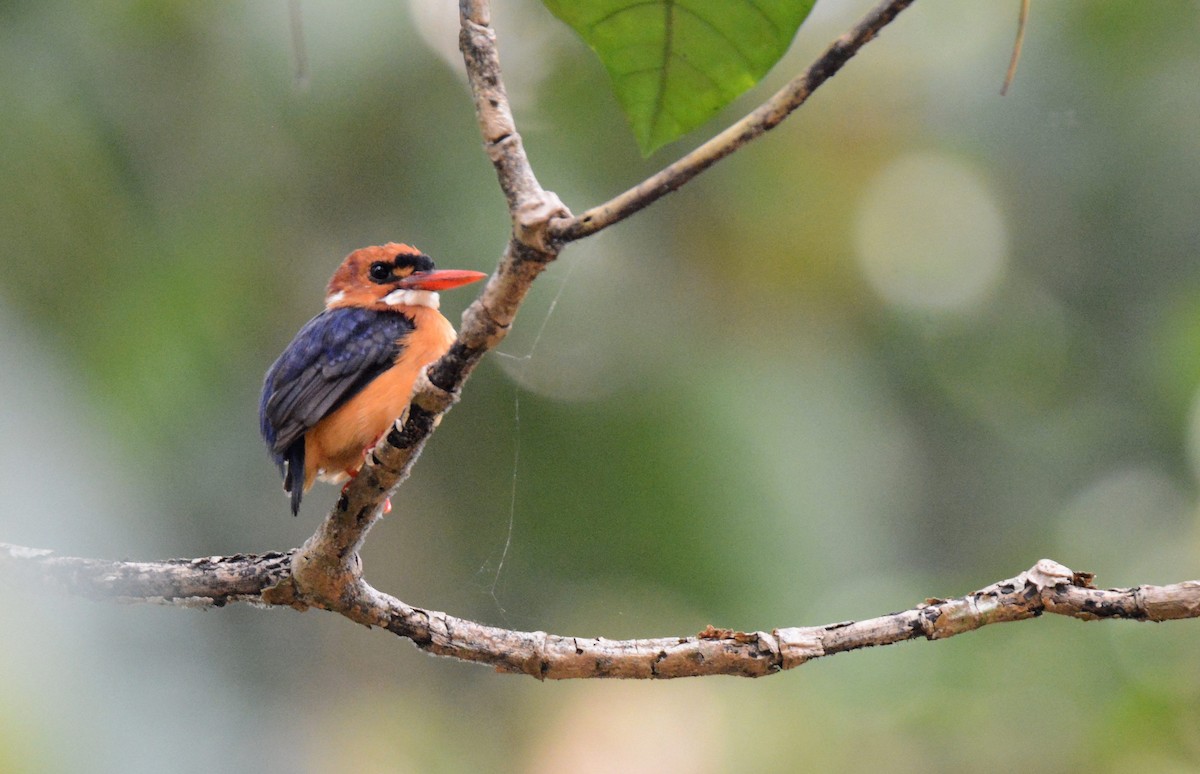 African Dwarf Kingfisher - ML141700021