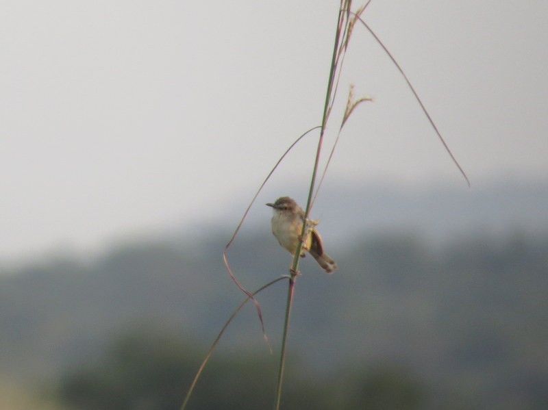 Tawny-flanked Prinia - ML141700261