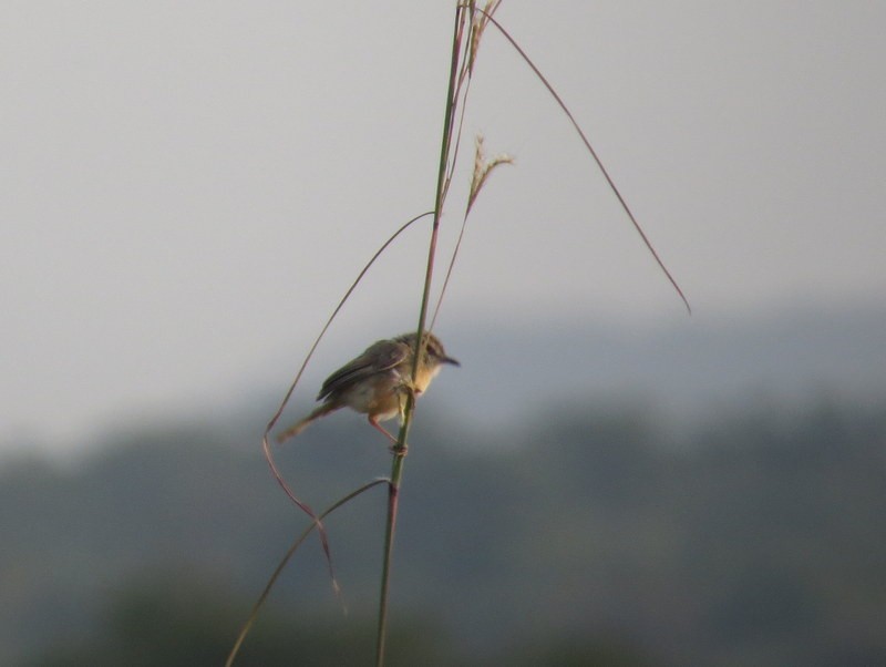 Tawny-flanked Prinia - ML141700271