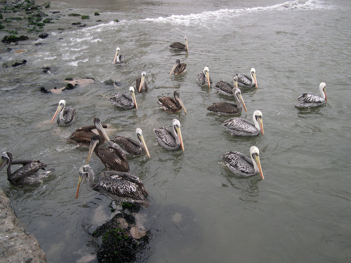 Peruvian Pelican - Daniel Lebbin