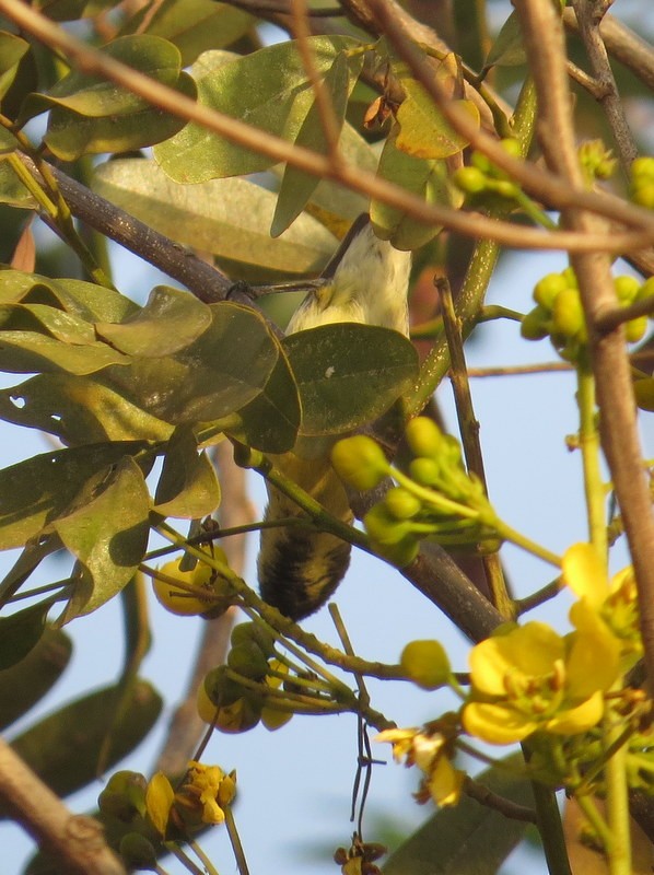 Pygmy Sunbird - ML141700351