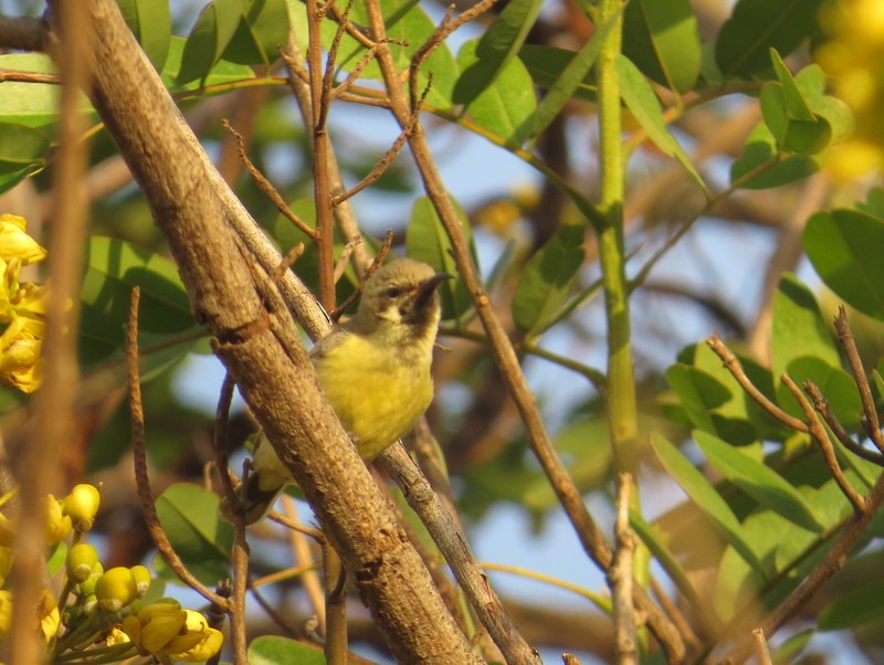 Pygmy Sunbird - ML141700361