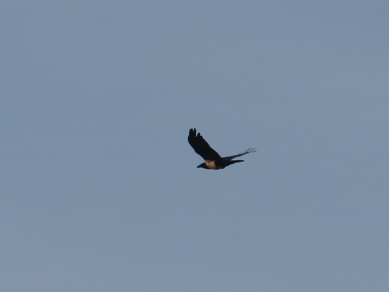 Pied Crow - ML141700611