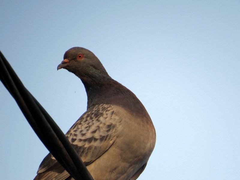 Сизый голубь (Одомашненного типа) - ML141701551