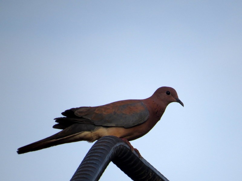 Laughing Dove - ML141701571