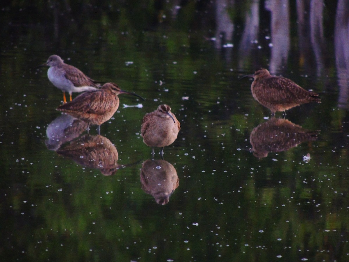 Regenbrachvogel - ML141702181