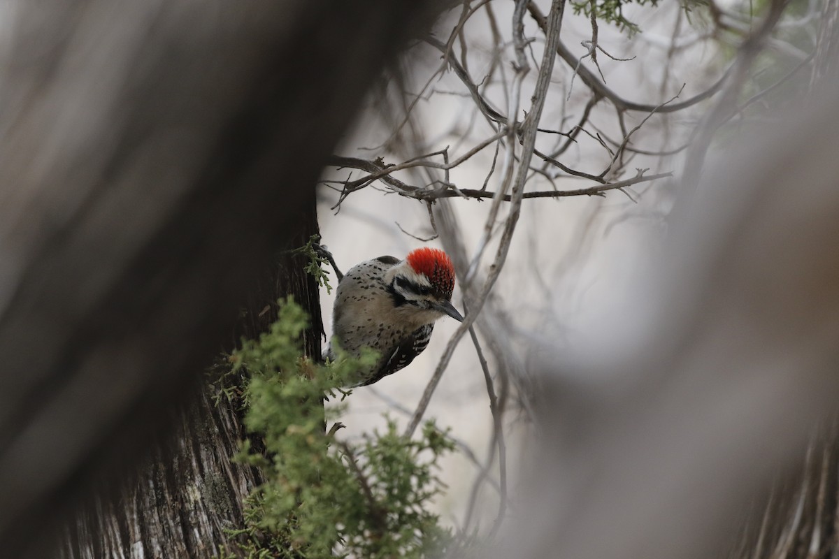 Ladder-backed Woodpecker - ML141702291