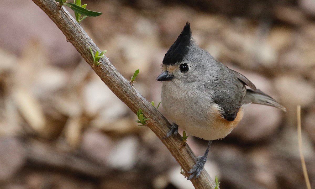 Black-crested Titmouse - ML141702781