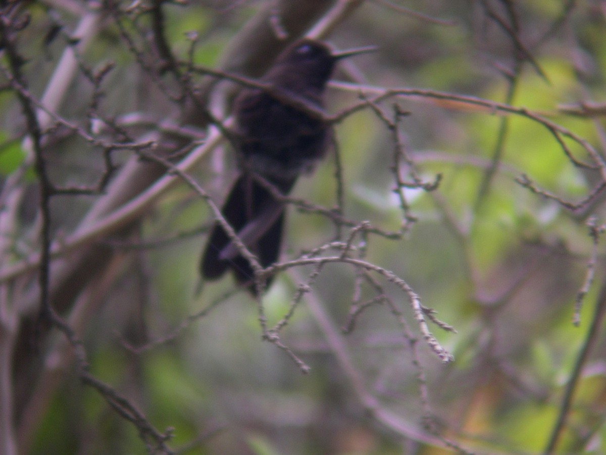 Black Metaltail - ML141702831