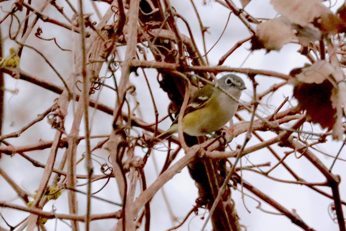 Blue-headed Vireo - ML141703371