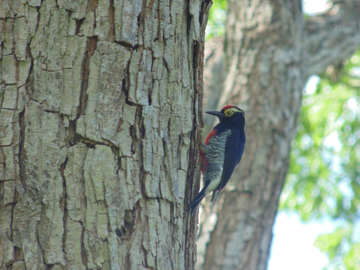 Yellow-tufted Woodpecker - Daniela  Orozco Romero