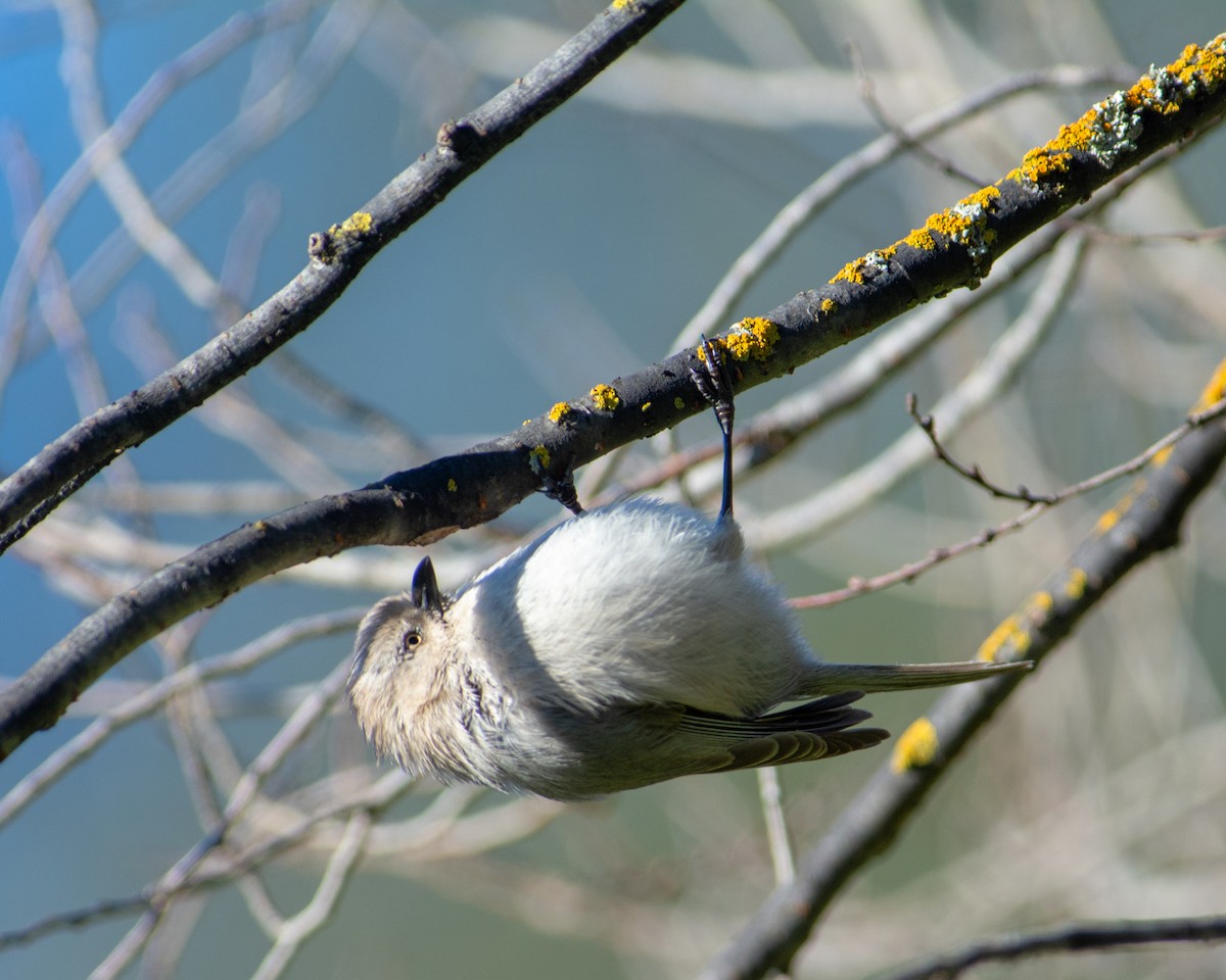 Bushtit - ML141705861