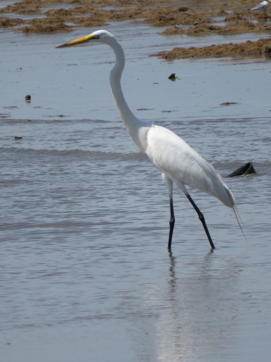 Great Egret - ML141706311