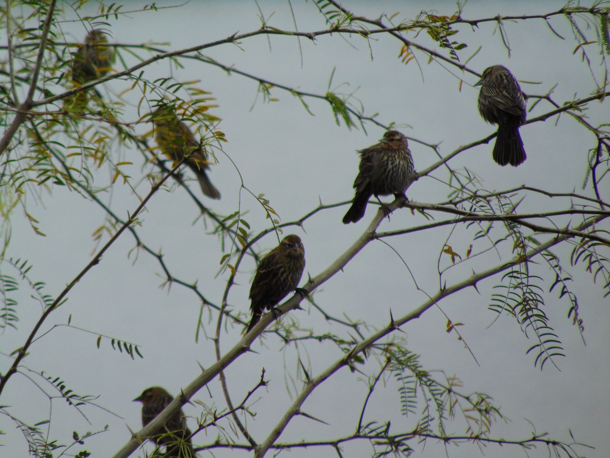 Red-winged Blackbird - ML141706371