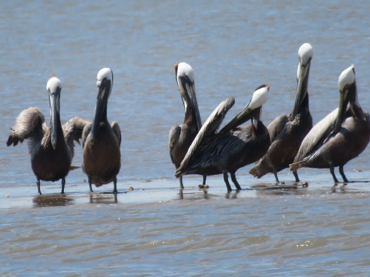 Brown Pelican - Ursula  Mitra