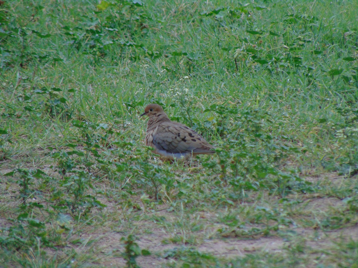 Mourning Dove - ML141706521