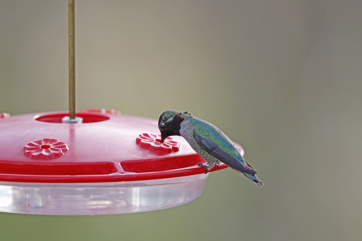 Anna's Hummingbird - Tammy McQuade