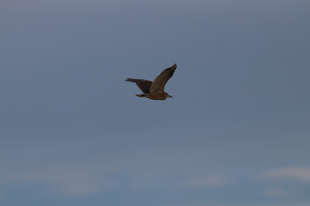 Black-crowned Night Heron - ML141706731