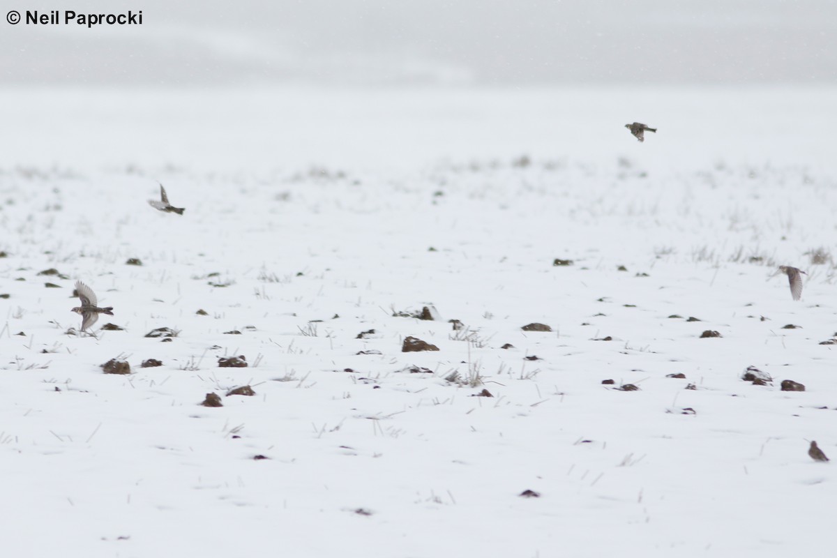 Lapland Longspur - Neil Paprocki