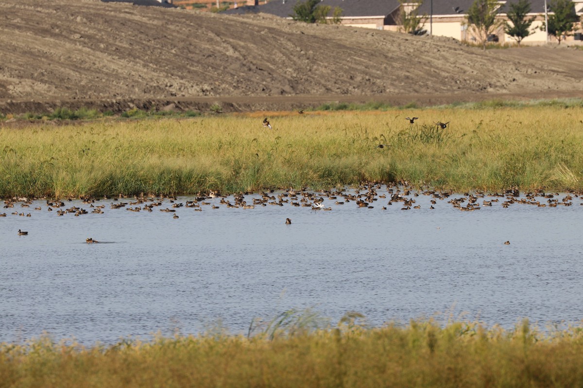 Blue-winged Teal - ML141706971