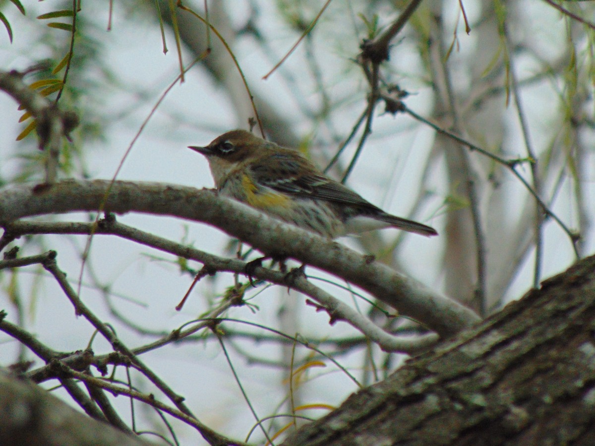 Yellow-rumped Warbler (Myrtle) - ML141707001