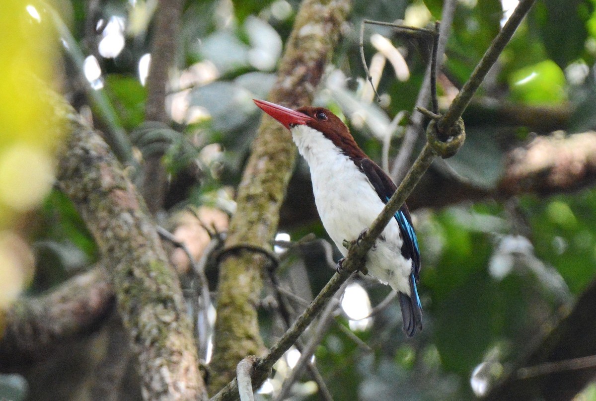 Chocolate-backed Kingfisher - ML141707021