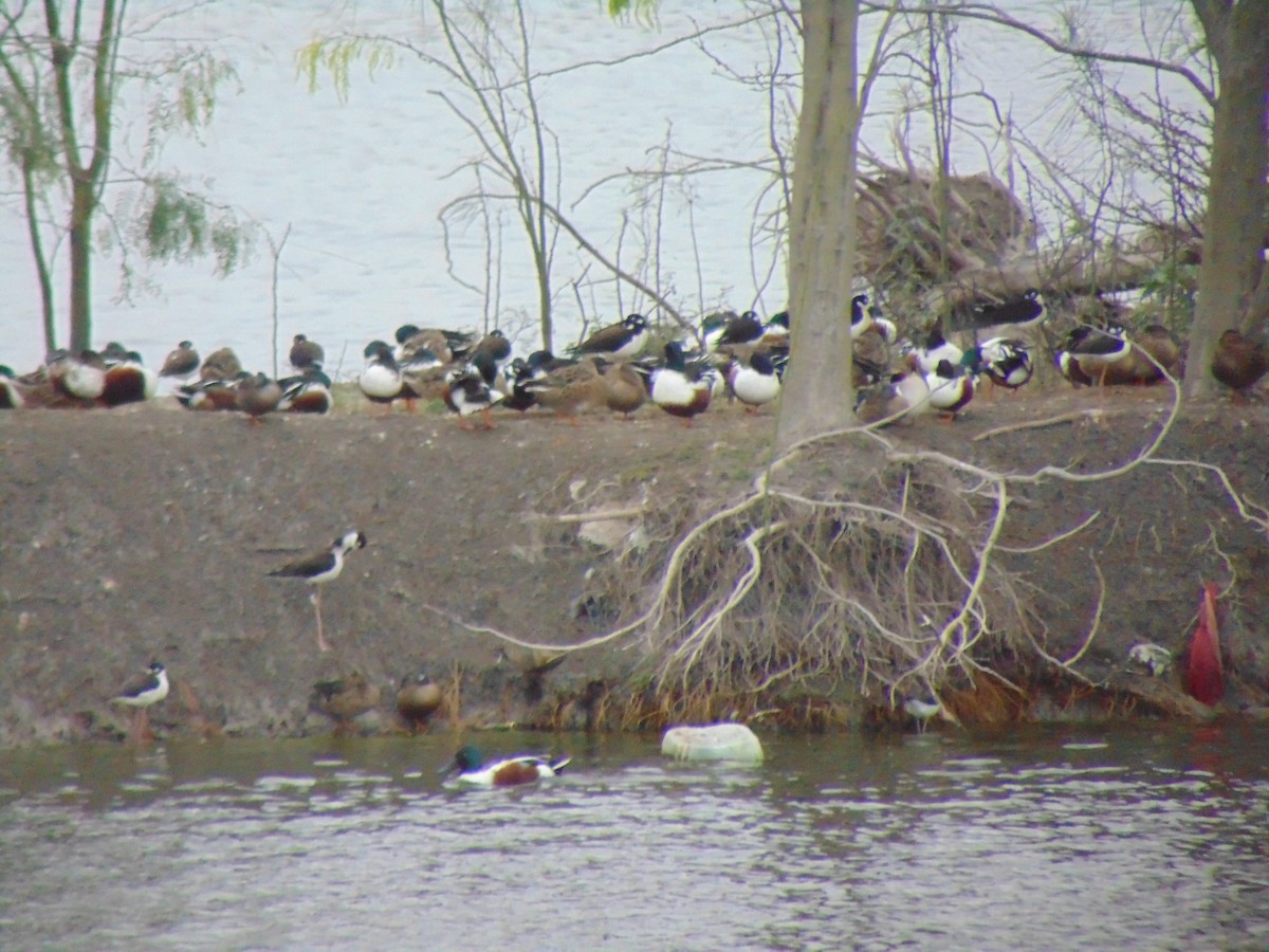 Northern Shoveler - ML141707381