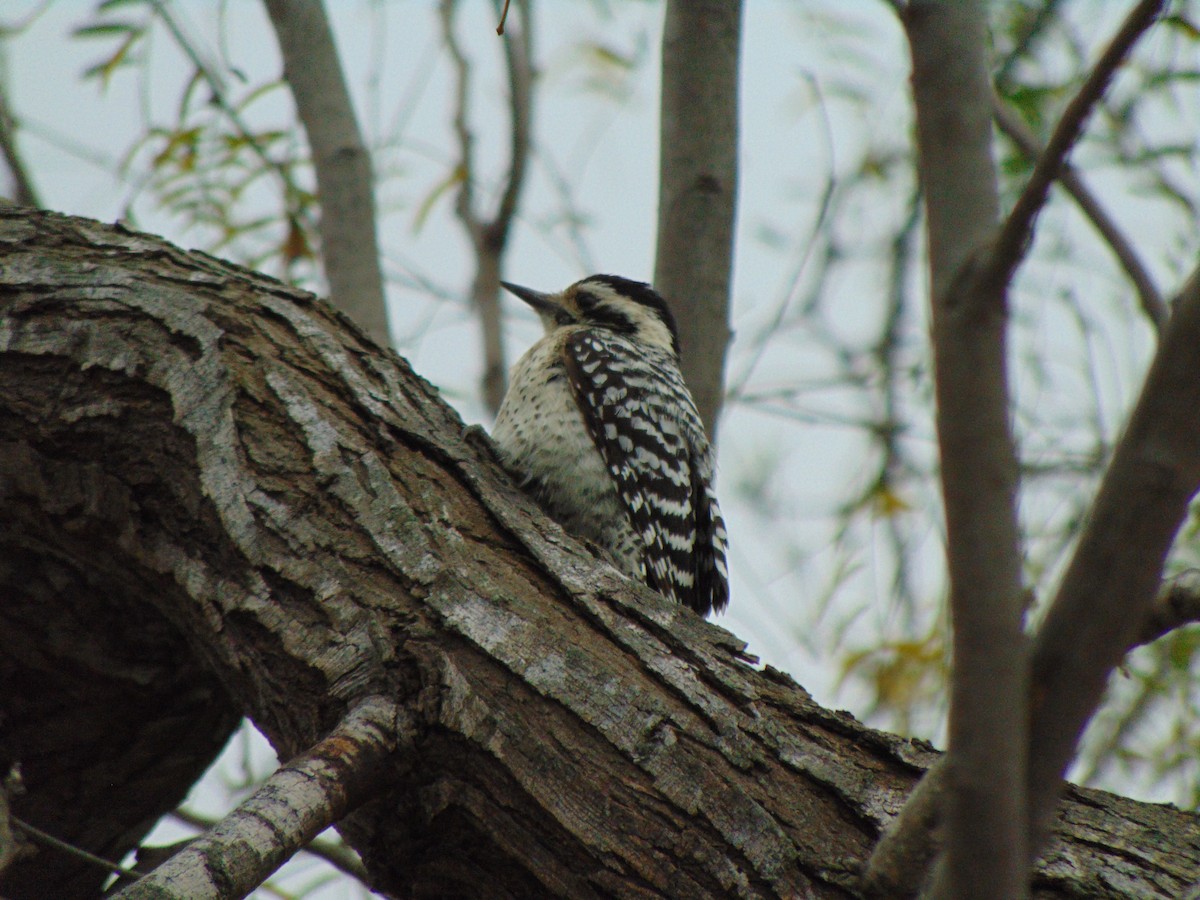 Ladder-backed Woodpecker - ML141707611