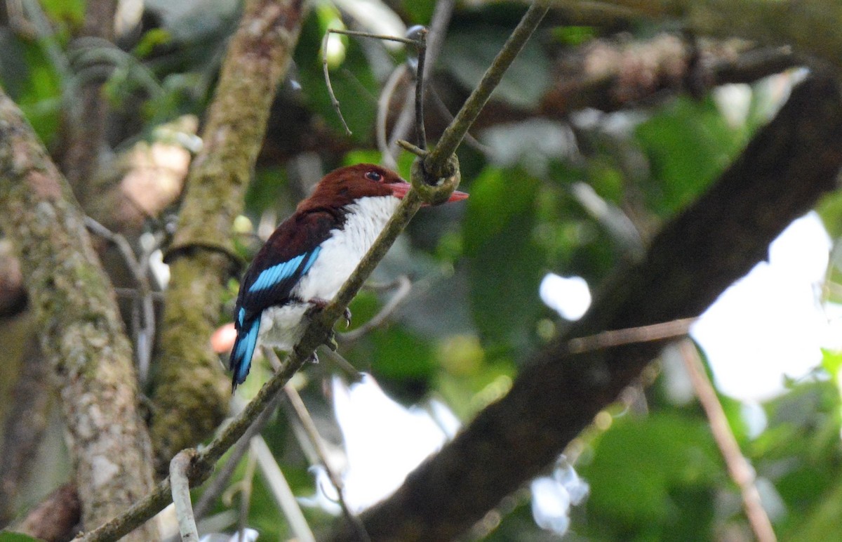 Chocolate-backed Kingfisher - ML141707631