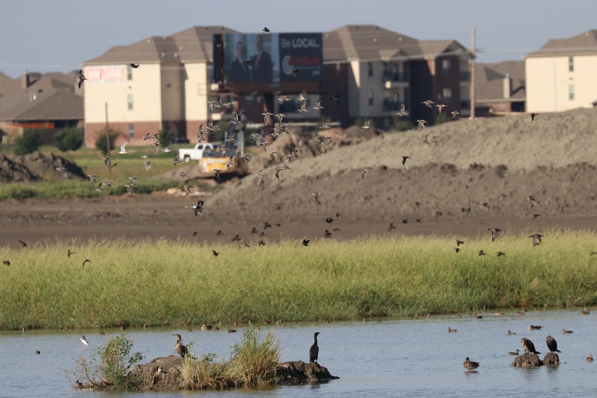 Long-billed Dowitcher - ML141707641