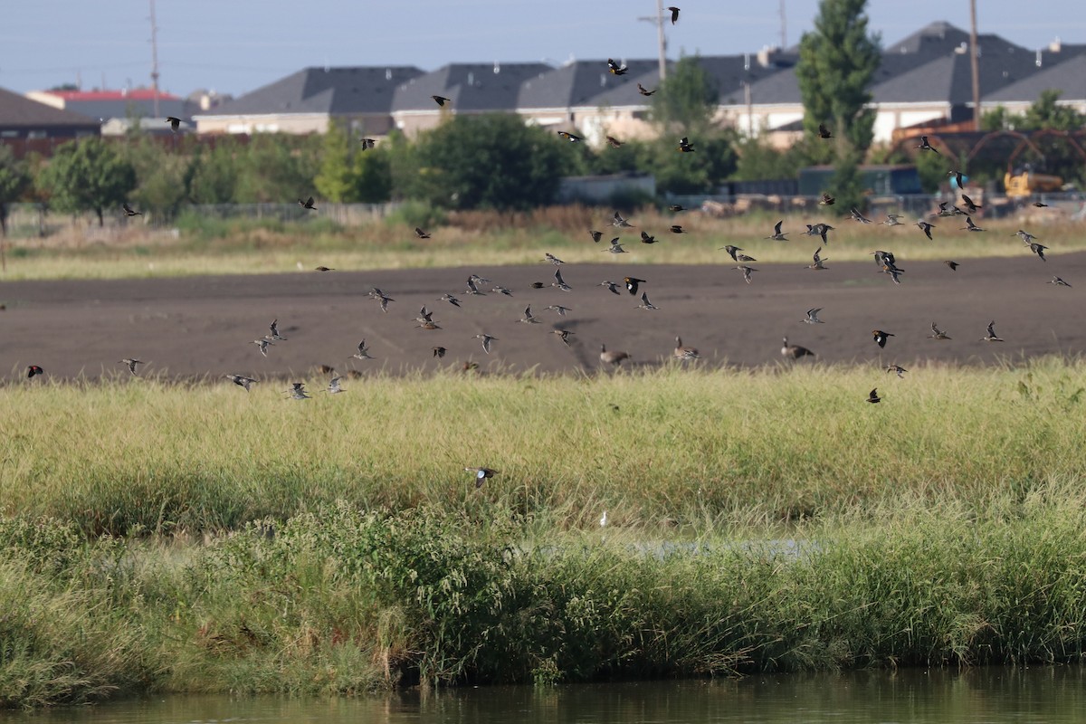 Long-billed Dowitcher - ML141707731