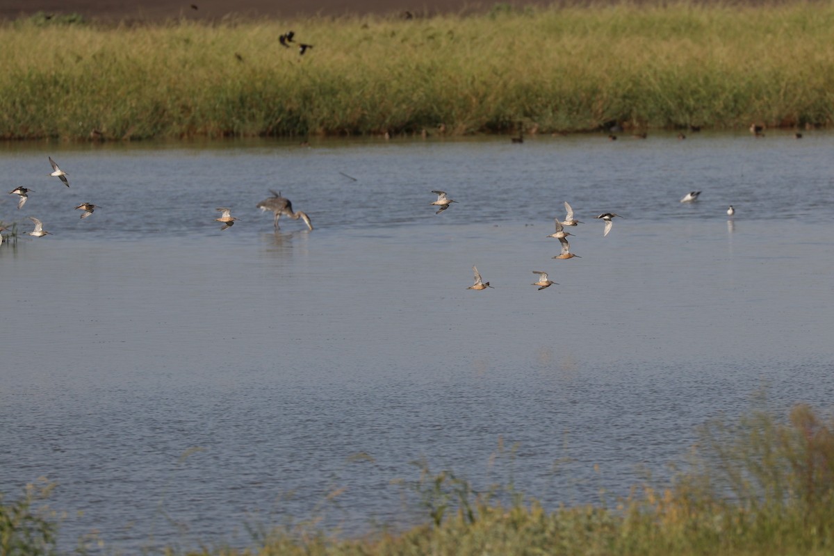 Long-billed Dowitcher - ML141707761