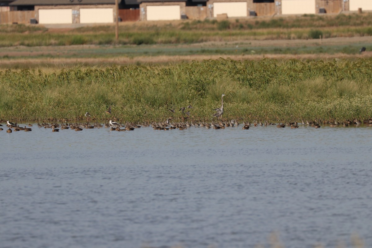 Long-billed Dowitcher - ML141707941