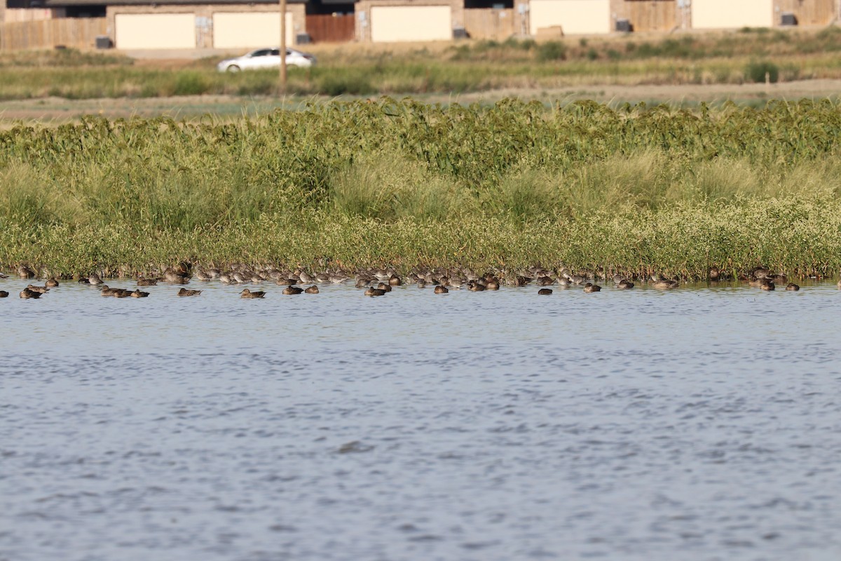 Long-billed Dowitcher - ML141708131