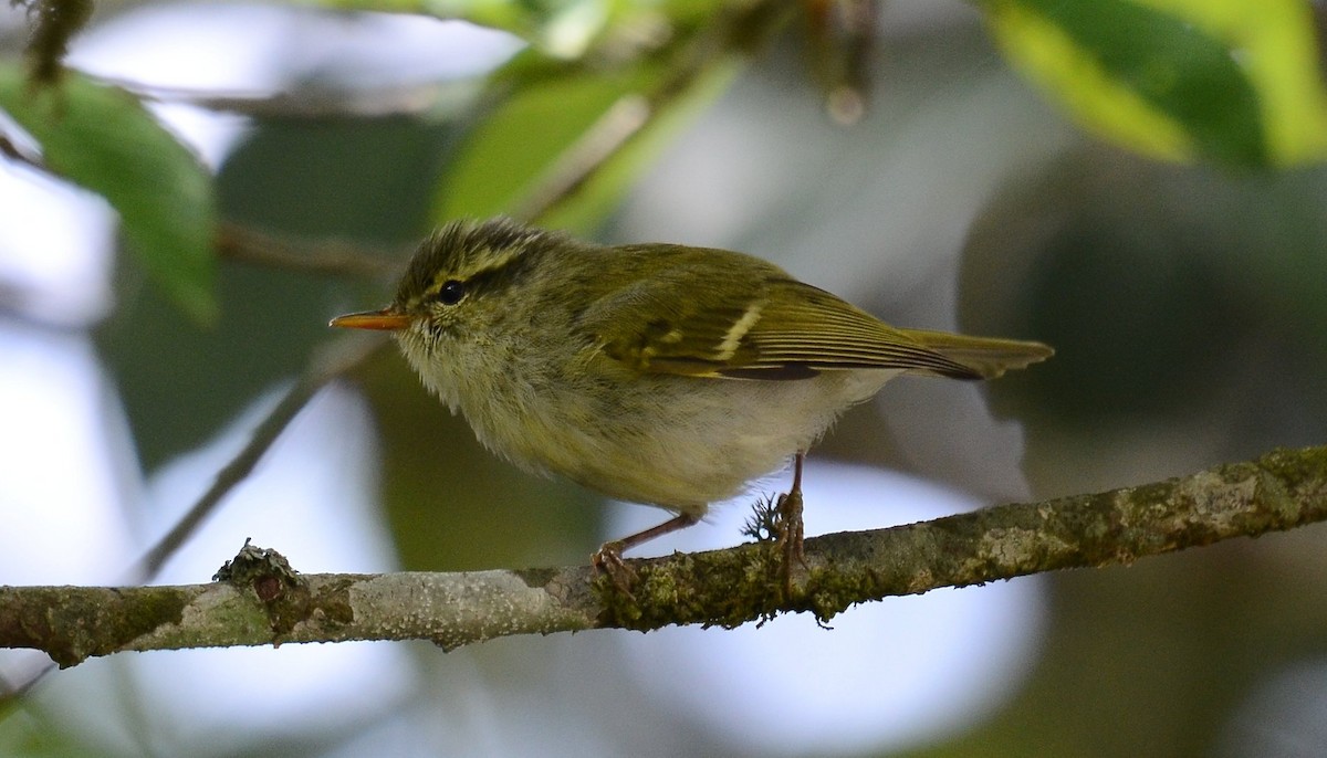Blyth's Leaf Warbler - Dipankar Roy