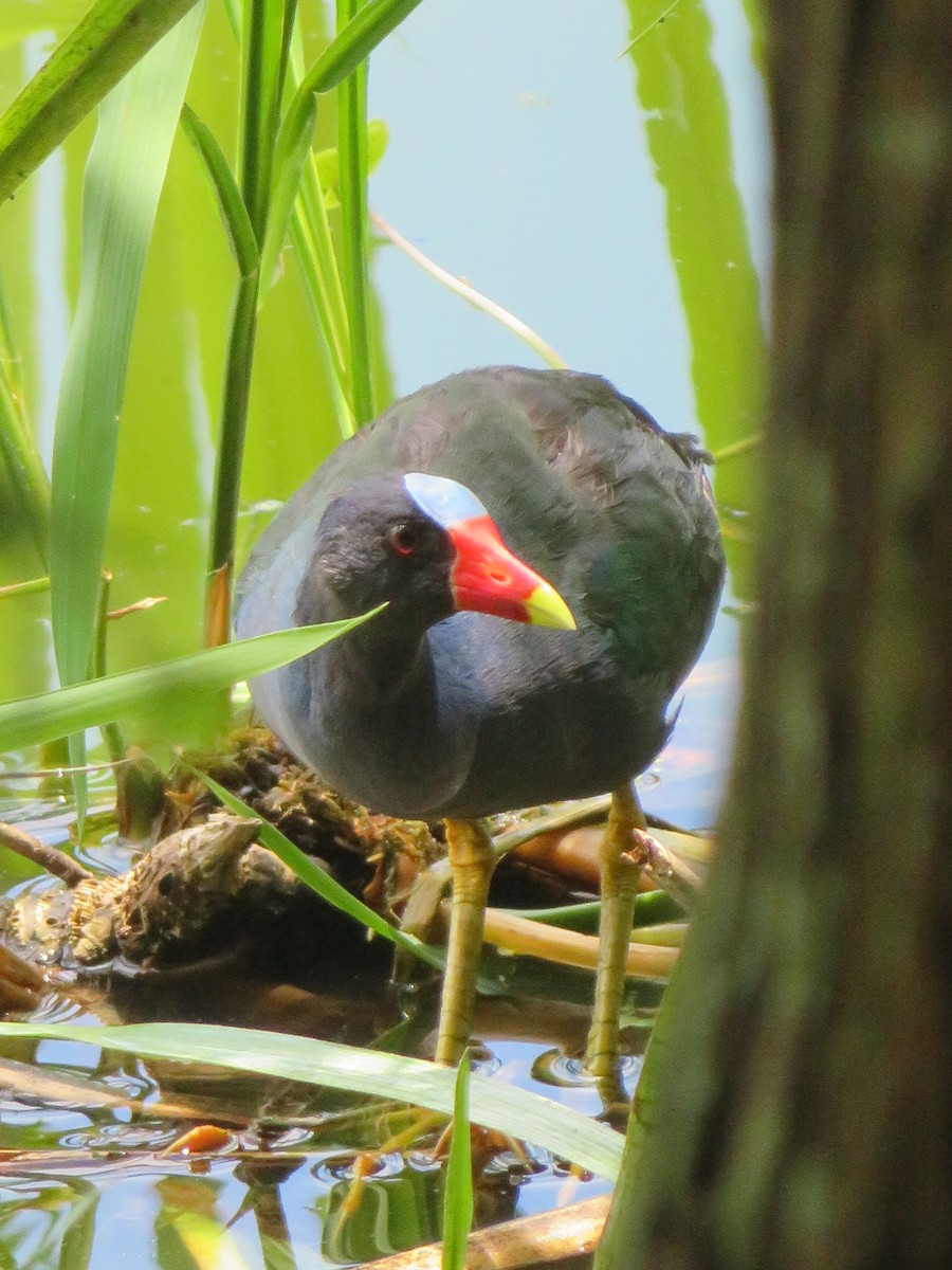 Purple Gallinule - Ursula  Mitra