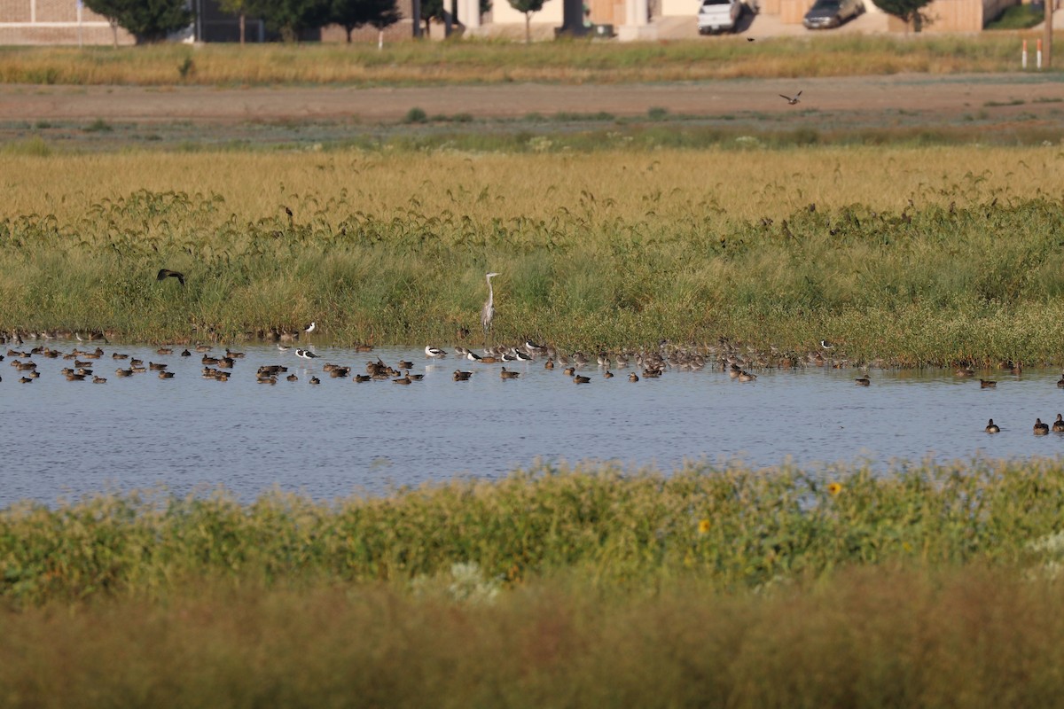 White-faced Ibis - ML141709041