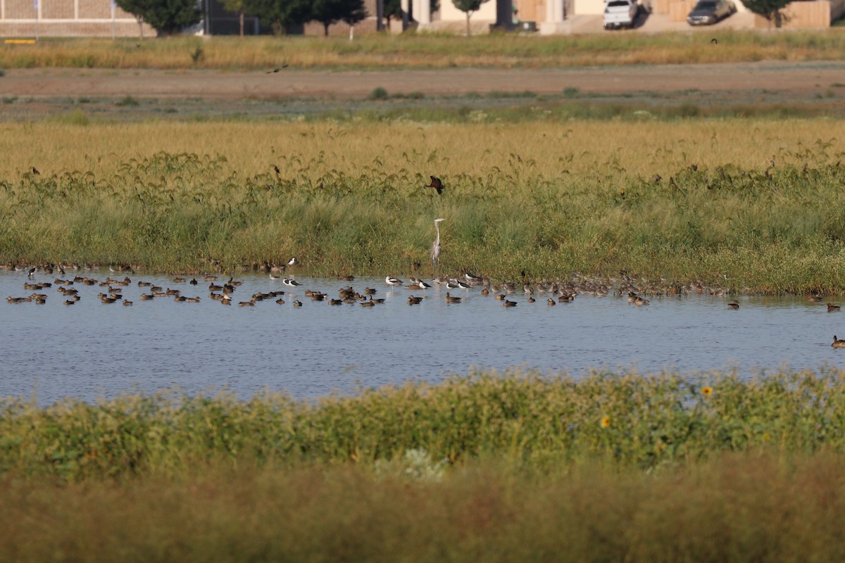 White-faced Ibis - ML141709331