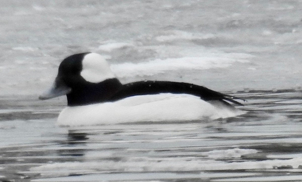 Bufflehead - ML141709351