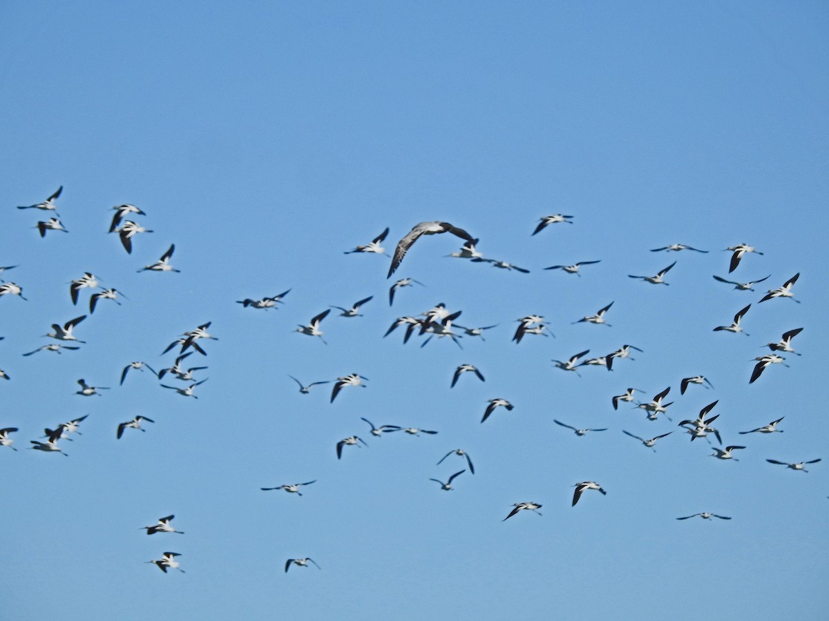 American Avocet - ML141709571