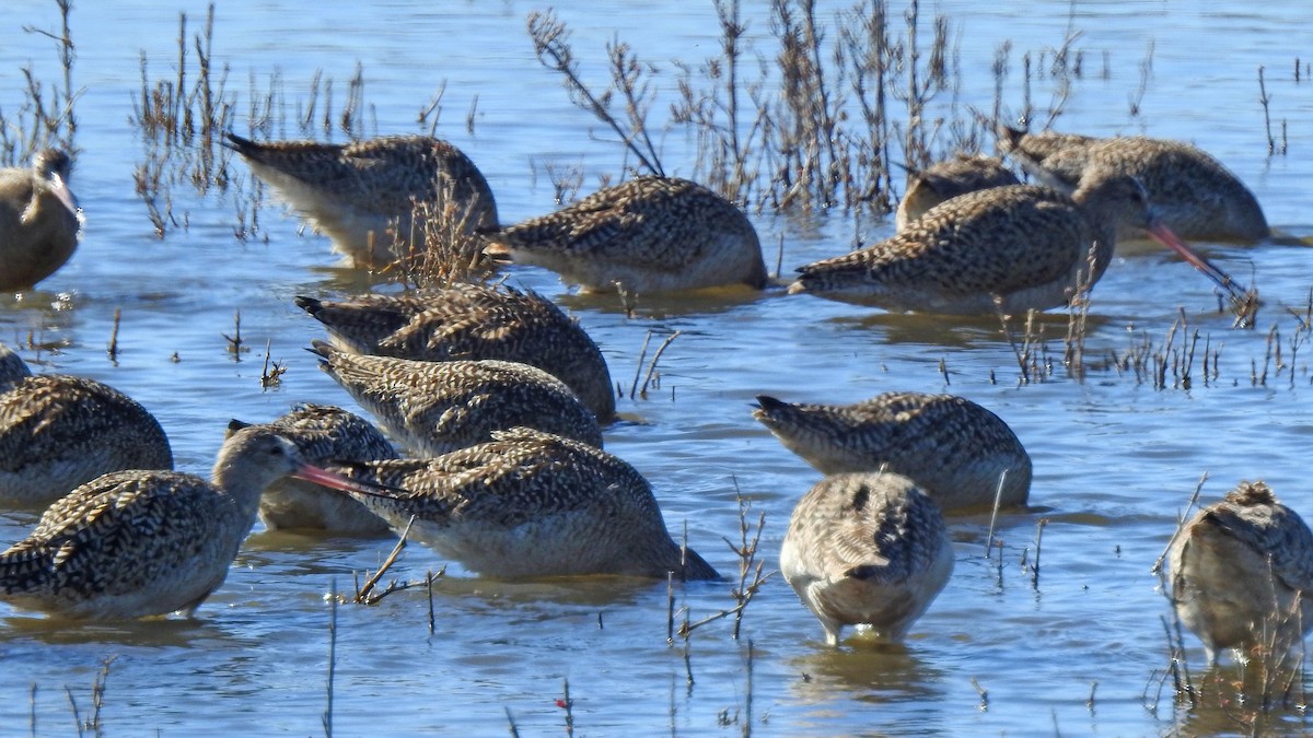 Marbled Godwit - ML141709621