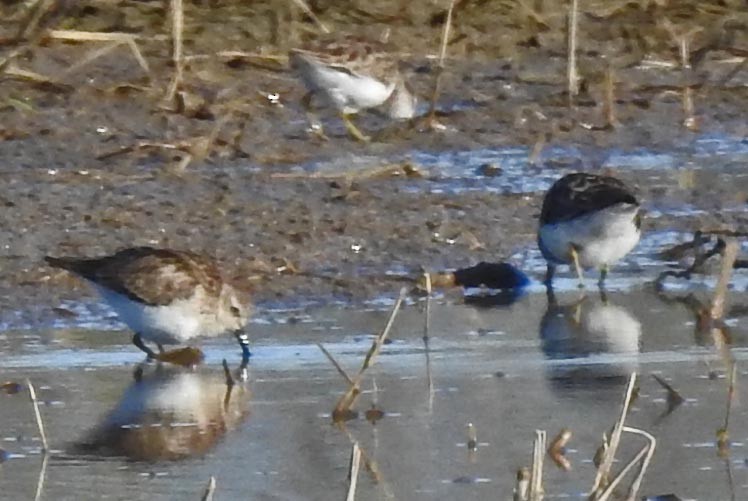 Least Sandpiper - lynda fenneman