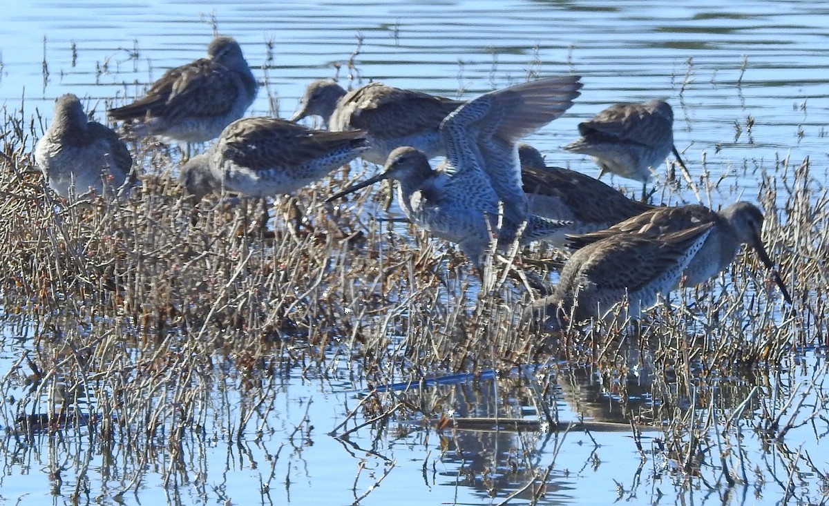 Long-billed Dowitcher - lynda fenneman